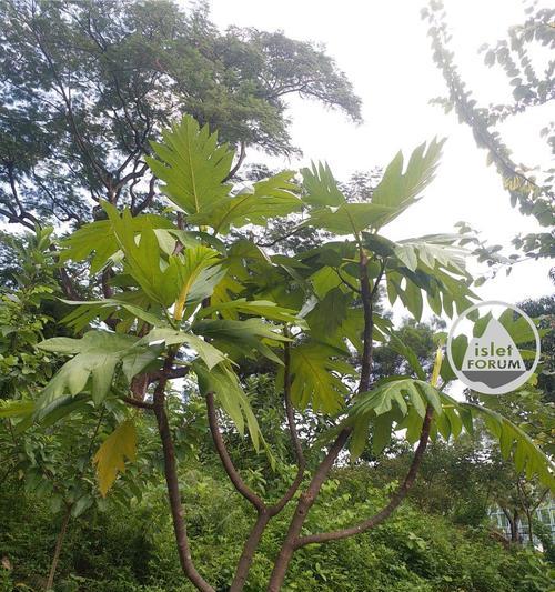 探寻面包树的神秘之美（一览面包树的独特外貌与特性）