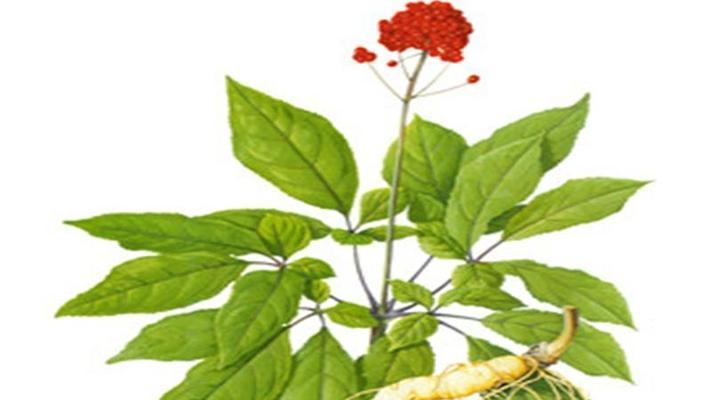 探秘最优质的西洋参产地（寻找西洋参的“故乡”）