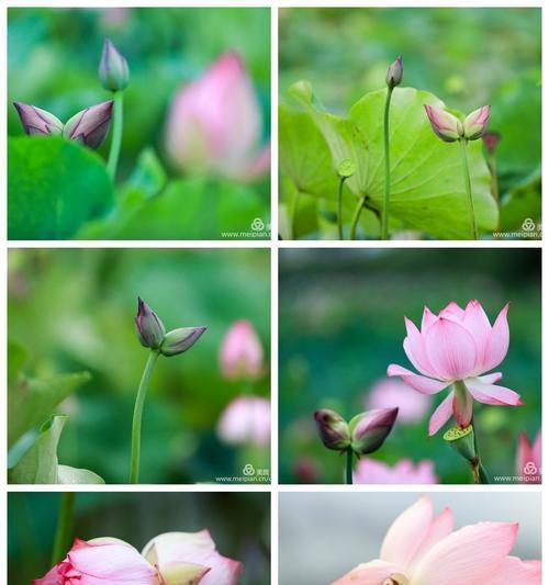 和合共融,以并蒂莲展示的深刻象征意义(百花齐放) 和合共融,以并蒂莲展示的深刻象征意义(百花齐放)