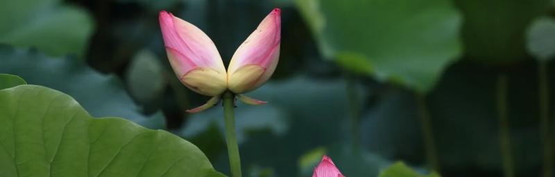和合共融，以并蒂莲展示的深刻象征意义（百花齐放）
