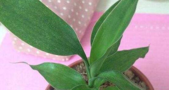 富贵竹不发芽怎么办？（一条龙解决富贵竹不发芽的问题）