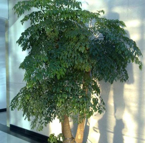 大树是什么植物？（了解大树的种类和特点）
