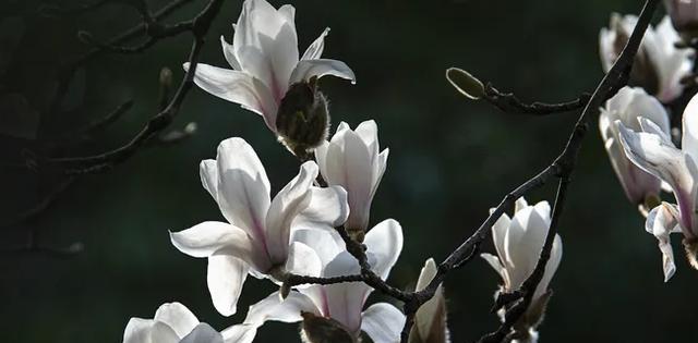 玉兰花(探索玉兰花的花语与寓意)