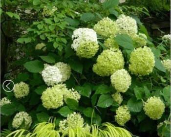 无尽夏促花方法与技术要领(打造最佳夏季促销方案) 无尽夏促花方法与技术要领(打造最佳夏季促销方案)