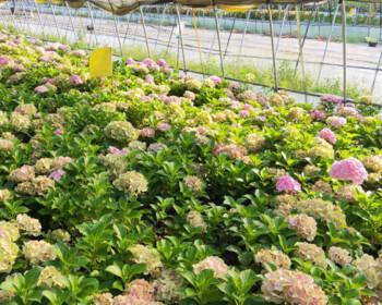 无尽夏促花方法与技术要领(打造最佳夏季促销方案) 无尽夏促花方法与技术要领(打造最佳夏季促销方案)