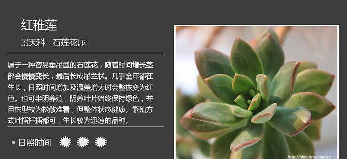 无尽夏促花方法与技术要领(打造最佳夏季促销方案) 无尽夏促花方法与技术要领(打造最佳夏季促销方案)