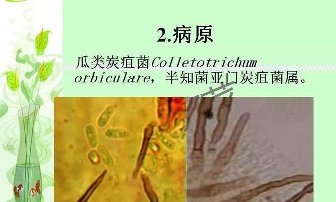 黄瓜炭疽病的防治方法（探究黄瓜炭疽病的发病原因及治疗方法）