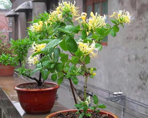 金银花的防晒秘密(金银花的生长习性与保护方法) 金银花的防晒秘密(金银花的生长习性与保护方法)