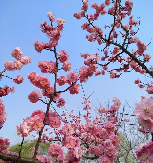 梅花花语（解读梅花的寓意与象征——勇敢面对逆境和追求美好）