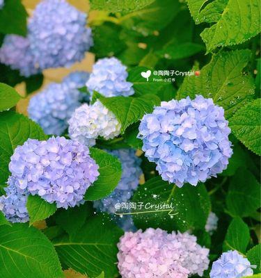 无尽夏的花语与寓意（探寻花语背后的意义）