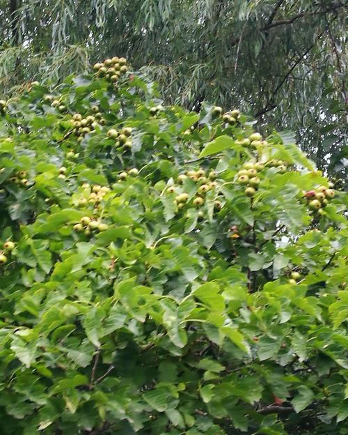 如何种植结果丰硕的山楂树（打造果实累累的山楂园）