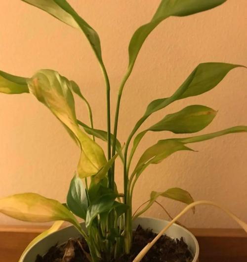 白鹤芋烂根防治方法(如何防治白鹤芋烂根) 白鹤芋烂根防治方法(如何防治白鹤芋烂根)