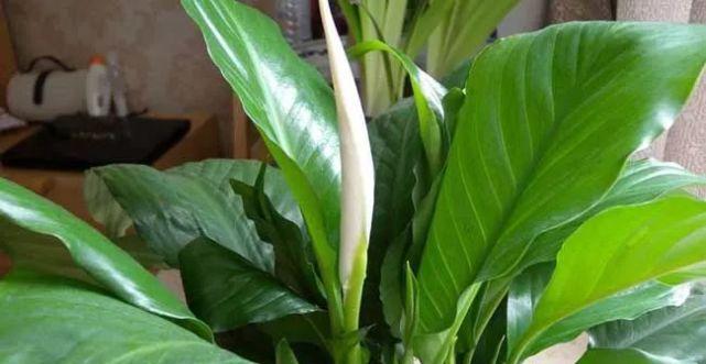 白鹤芋烂根防治方法(如何防治白鹤芋烂根) 白鹤芋烂根防治方法(如何防治白鹤芋烂根)