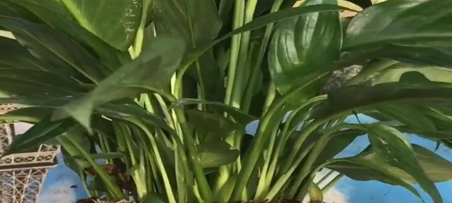 白鹤芋烂根防治方法(如何防治白鹤芋烂根) 白鹤芋烂根防治方法(如何防治白鹤芋烂根)