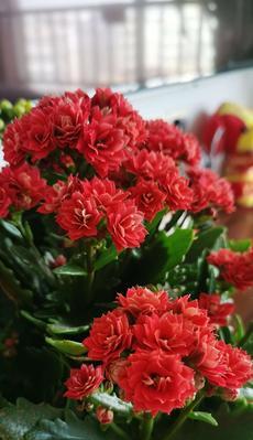 无忧花（无忧花的美丽象征和寓意）