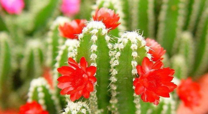 无忧花（无忧花的美丽象征和寓意）