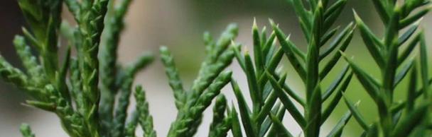 植物世界里的不舍之情（以代表不舍的植物为主题的探索与思考）