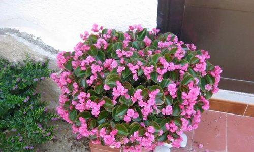海棠花的家庭养法（让你轻松成为海棠花种植专家）