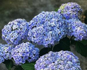 八仙花（探秘八仙花的花语）