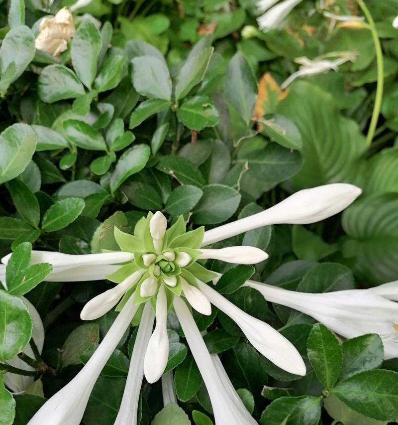 玉簪花的生长特点和开花规律（一年开几次花）