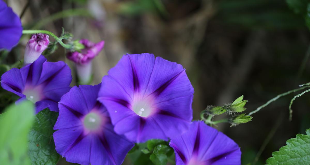 牵牛花（牵牛花的寓意与文化背景）