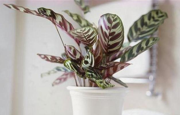 如何水培孔雀竹芋（方法和注意事项详解）