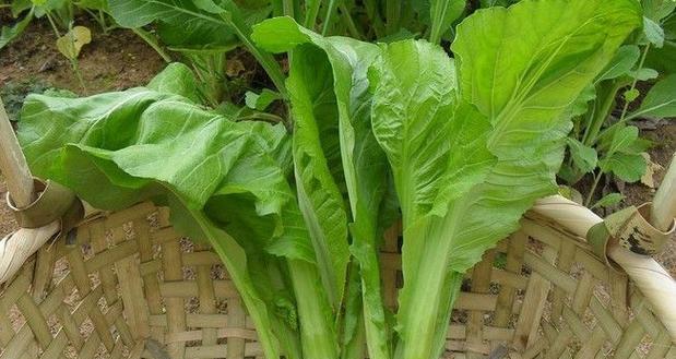 芥菜的营养与功效（从预防癌症到促进消化）