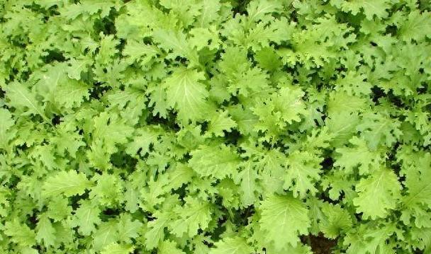 芥菜的营养与功效（从预防癌症到促进消化）