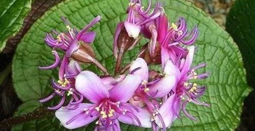 以水繁殖花的方法(水培花卉的养殖技巧) 以水繁殖花的方法(水培花卉的养殖技巧)