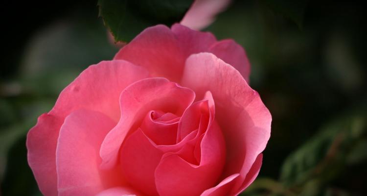 月季（以月季特性和花语探讨人生之美与哲理）