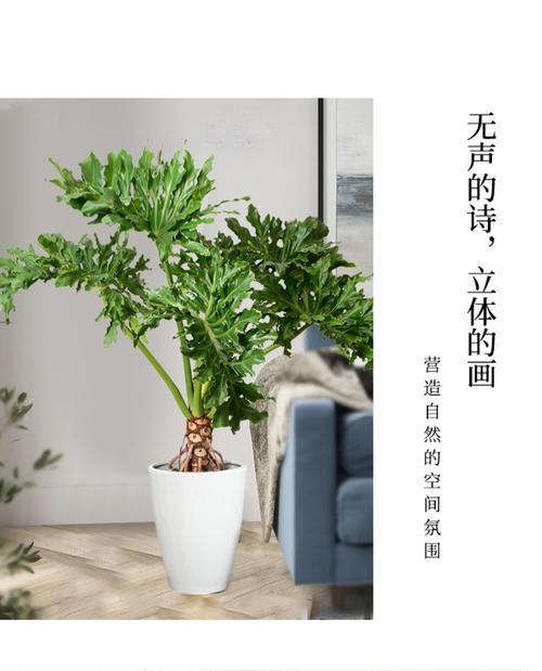 水培春羽的养护指南（从选种到繁殖）