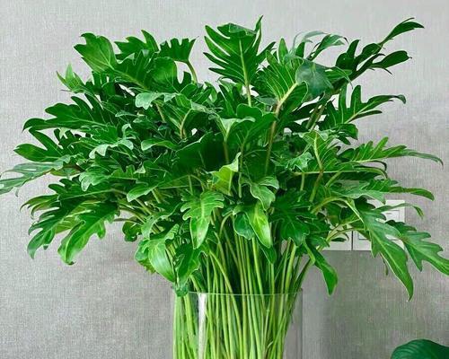 水培春羽的养护指南（从选种到繁殖）
