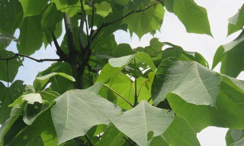 了解梧桐（探秘梧桐的种类）