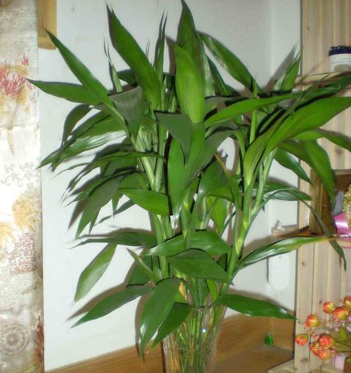 室内美化必备——适合室内的花卉推荐（打造舒适生活环境）