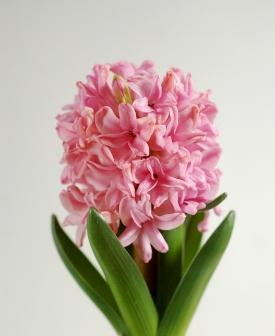 风信子的寓意与人生启示（盛开如花）