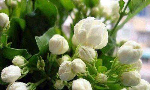 茉莉花的送礼含义(传递爱与祝福的象征)