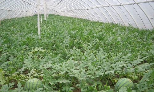 大棚西瓜种植全攻略（一年可以种几次）