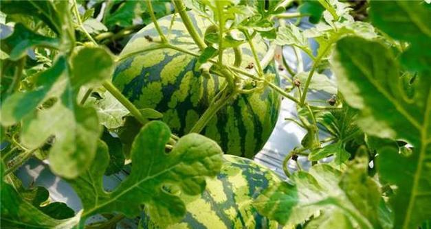 大棚西瓜种植全攻略（一年可以种几次）