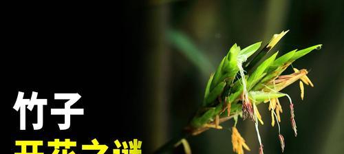 竹子开花的神秘预兆(揭开竹子开花的奇妙秘密——竹子开花预示着什么意思)