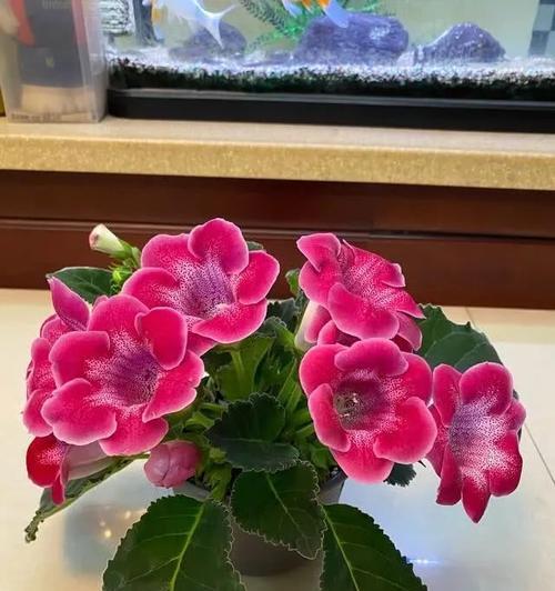 教你轻松解决玫瑰吊兰不开花问题（教你轻松解决玫瑰吊兰不开花问题）