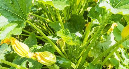 南瓜生长全过程（从种植到收割）