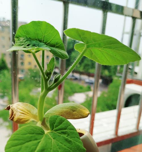 南瓜生长全过程（从种植到收割）