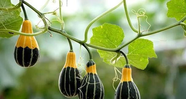南瓜生长全过程（从种植到收割）