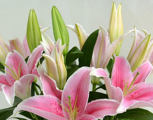 香水百合花语（揭秘香水百合的花期与花语）