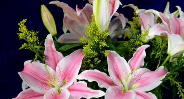 香水百合花语（揭秘香水百合的花期与花语）