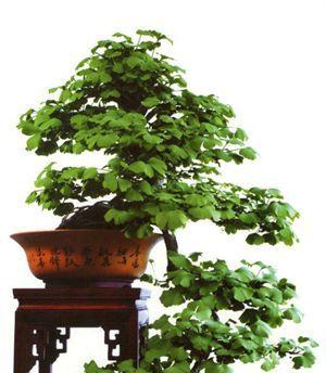 在家中种植银杏树的方法与技巧(让自家院子也有古老银杏树的美景) 在家中种植银杏树的方法与技巧(让自家院子也有古老银杏树的美景)