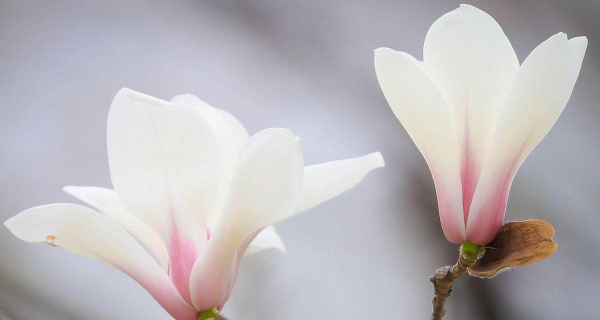 红玉兰花花语（探寻红玉兰花的内涵及象征意义）