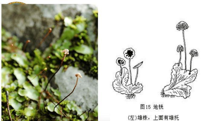 橡皮树的喜阳喜阴特性：一个详细的探究