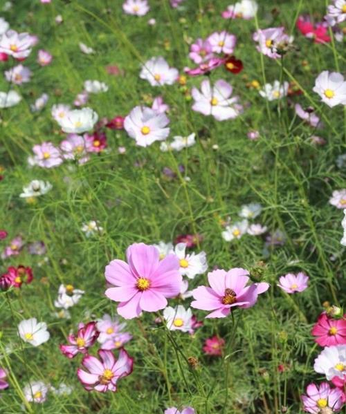 以波斯菊的花语和寓意（探索波斯菊的花语与寓意）
