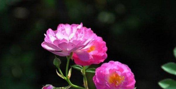 蔷薇花的多彩世界（探秘蔷薇花的色彩奇观）